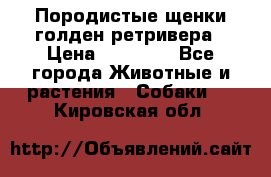 Породистые щенки голден ретривера › Цена ­ 25 000 - Все города Животные и растения » Собаки   . Кировская обл.